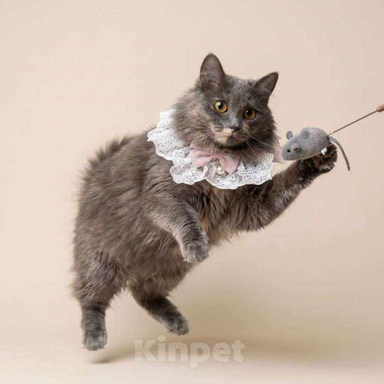 Кошки в Москве: кошка Хлоя в добрые руки Девочка, Бесплатно - фото 9