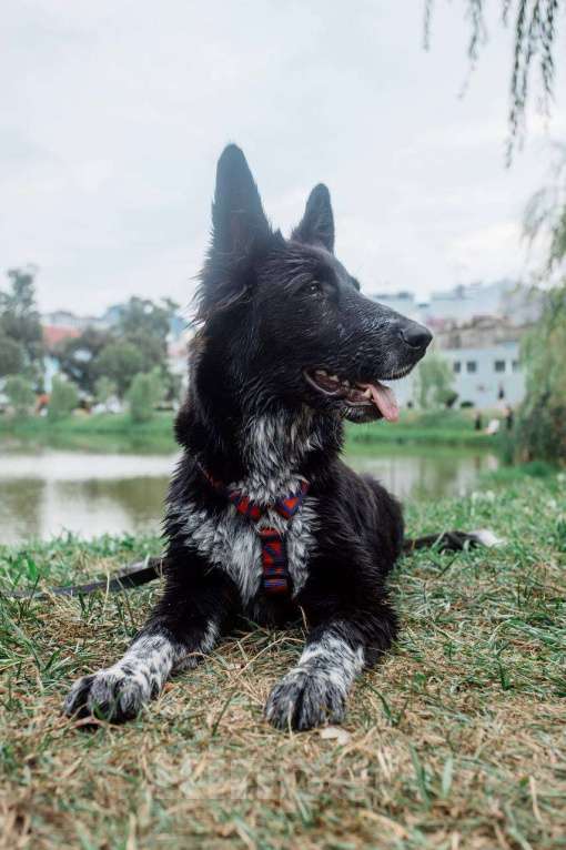 Собаки в Москве: ПО спасён в Грузии и ищет дом Мальчик, Бесплатно - фото 8