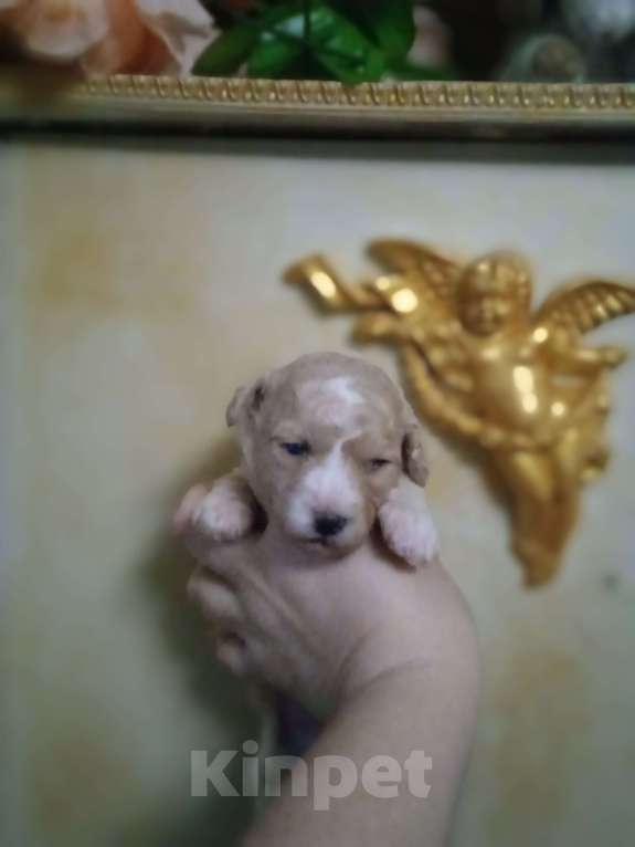 Собаки в Ярославле: Девочка Девочка, Бесплатно - фото 1