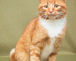 Кошки в Москве: Рыжий и обаятельный молодой кот Девочка, Бесплатно - фото 2