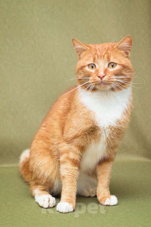 Кошки в Москве: Рыжий и обаятельный молодой кот Девочка, Бесплатно - фото 2