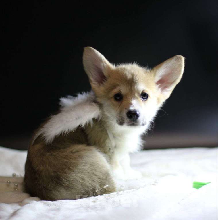 Собаки в Тольятти: Шикарная Леди Вельш Корги Пемброк Девочка, 80 000 руб. - фото 3