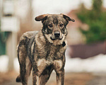 Собаки в Лосином-Петровском: Джед валентинка в добрые руки Мальчик, Бесплатно - фото 4