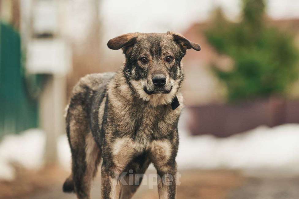 Собаки в Лосином-Петровском: Джед валентинка в добрые руки Мальчик, Бесплатно - фото 4