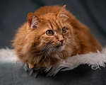 Кошки в Клине: Шуня — тихая кошечка Девочка, Бесплатно - фото 6