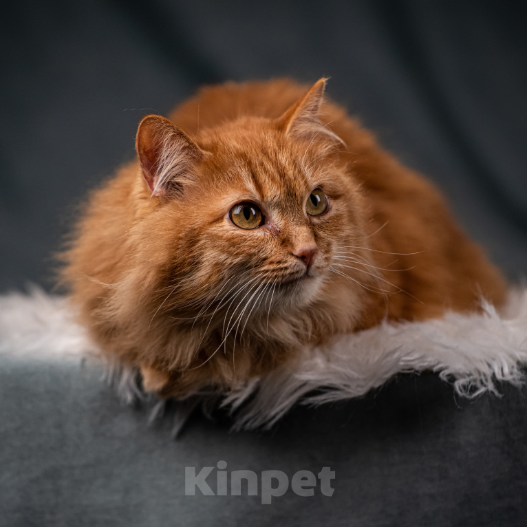 Кошки в Клине: Шуня — тихая кошечка Девочка, Бесплатно - фото 6
