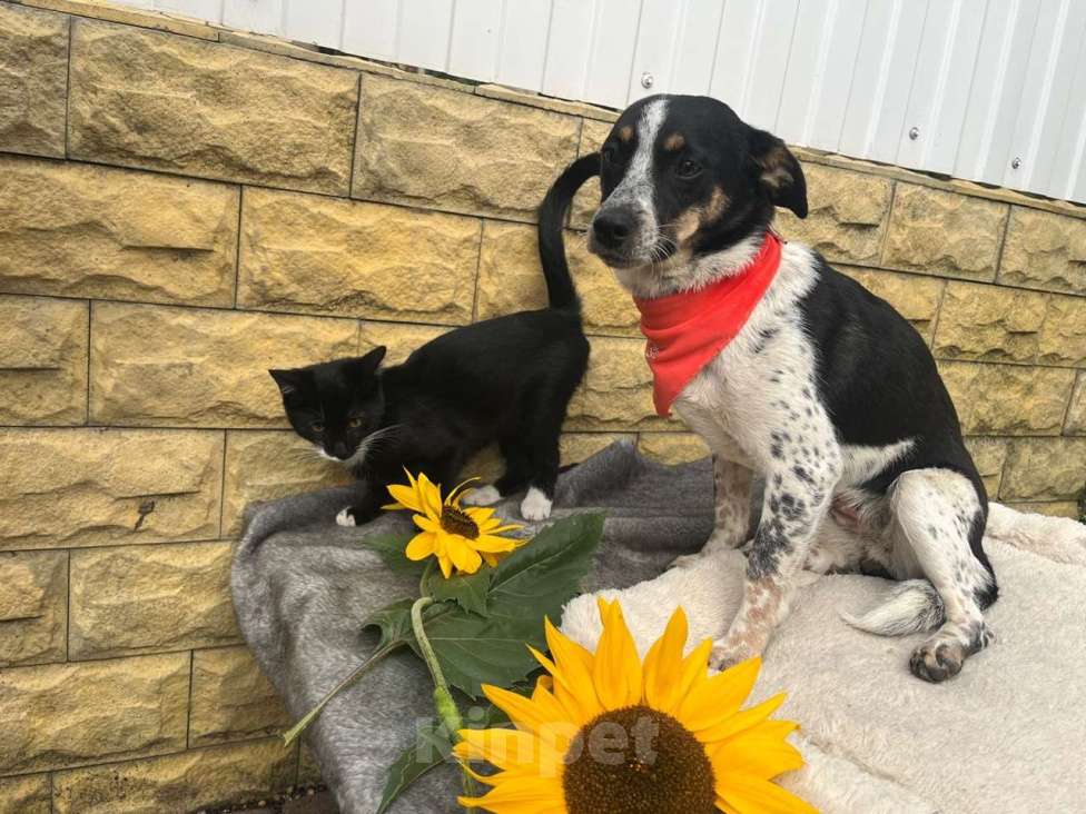 Собаки в Санкт-Петербурге: Ищет дом метис таксы с красивым окрасом Девочка, Бесплатно - фото 6