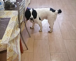 Собаки в Сергиеве Посаде: Найден черно белый спаниель ищет старого или нового хозяина Мальчик, Бесплатно - фото 1