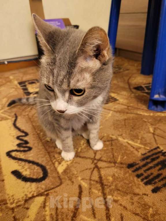 Кошки в Москве: Кошка в добрые руки Девочка, Бесплатно - фото 2