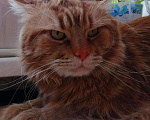Кошки в Орске: Вязка Мейн-кун, 4 999 руб. - фото 3