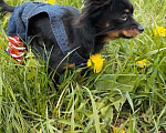 Собаки в Ижевске: Мини той вязка, 5 000 руб. - фото 2