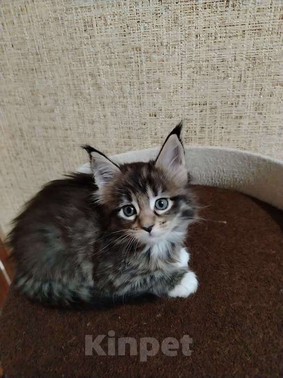 Кошки в других городах Смоленской области: Котята Мейн-Кун Мальчик, 35 000 руб. - фото 4