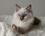 Кошки в Москве: Кошечка котенок рэгдолл Девочка, 65 000 руб. - фото 1