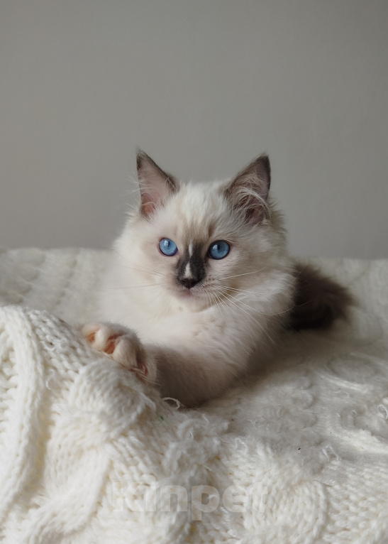 Кошки в Москве: Кошечка котенок рэгдолл Девочка, 65 000 руб. - фото 1