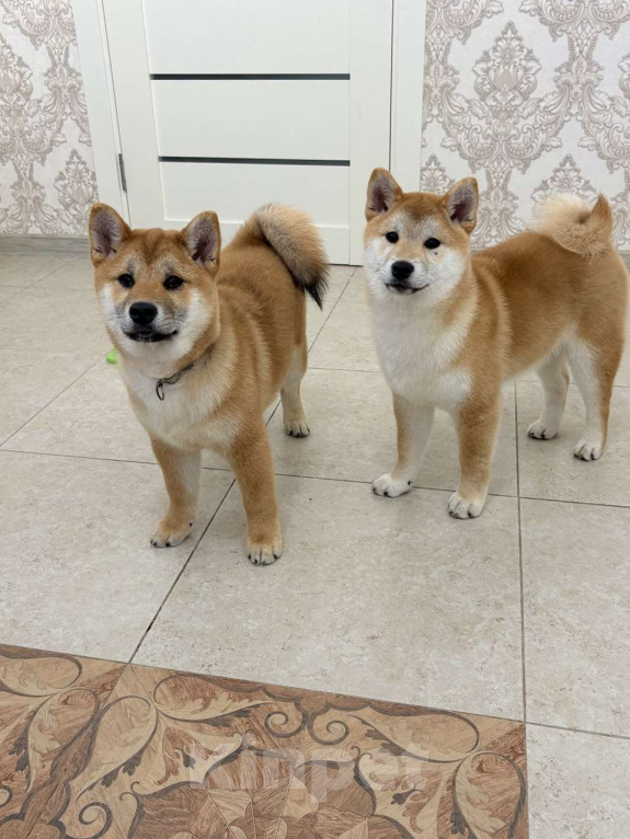 Собаки в Москве: Сиба мальчики Мальчик, 60 000 руб. - фото 4