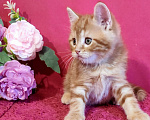 Кошки в Калуге: Шотландский прямоухий котенок красный мраморный  Мальчик, 39 000 руб. - фото 7
