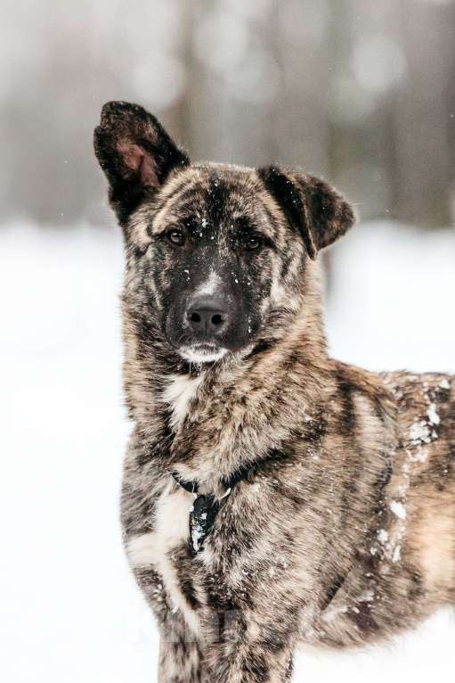 Собаки в Москве: Тигровый Чуни ищет дом Мальчик, Бесплатно - фото 1
