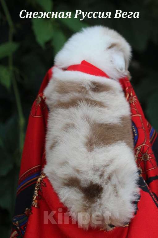 Собаки в Москве: Аусси Красный Мрамор и Красный Триколор Мальчик, 60 000 руб. - фото 3