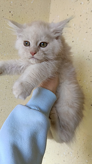 Котик мейн-кун