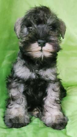 Собаки в Москве: цвергшнауцер девочка для дома Девочка, 35 000 руб. - фото 4