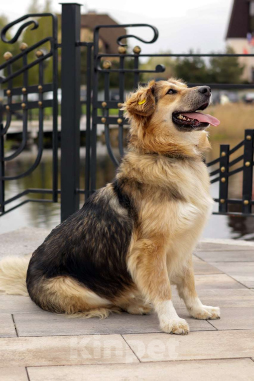 Собаки в Балашихе: Пушистая красотка Паппи в поиске дома Девочка, Бесплатно - фото 7