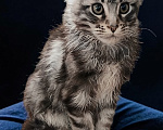 Кошки в Москве: Мейн Кун котята Мальчик, 35 000 руб. - фото 5
