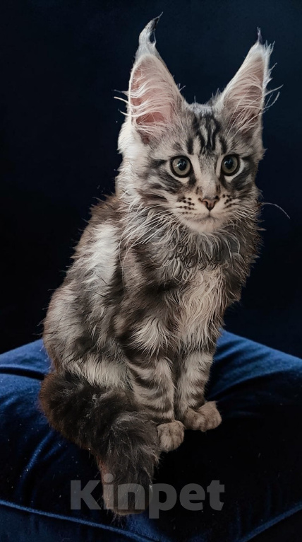 Кошки в Москве: Мейн Кун котята Мальчик, 35 000 руб. - фото 5