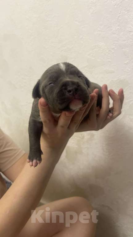 Собаки в Ельце: Щенки АСТ Девочка, 55 000 руб. - фото 1