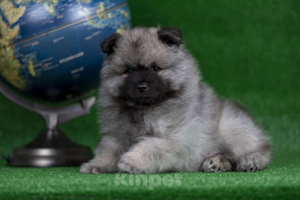 Собаки в Перми: Щенок Вольфшпиц Мальчик, 85 000 руб. - фото 3