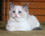 Кошки в Санкт-Петербурге: Рэгдолл мальчик Мальчик, 60 000 руб. - фото 2