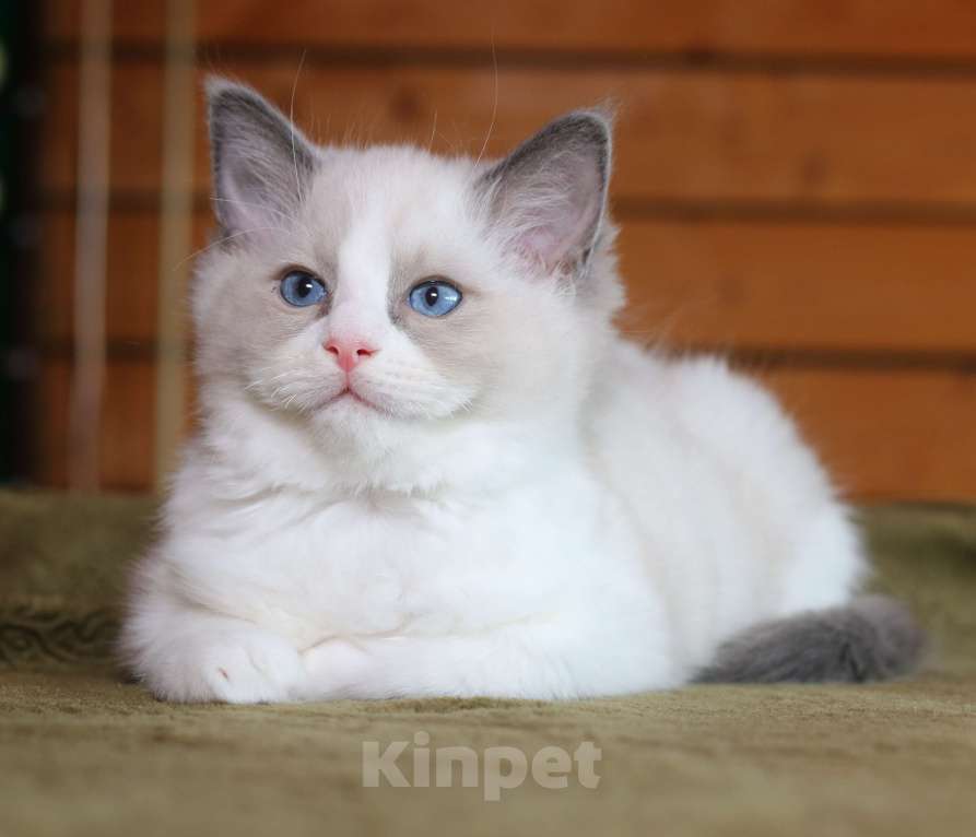 Кошки в Санкт-Петербурге: Рэгдолл мальчик Мальчик, 60 000 руб. - фото 2