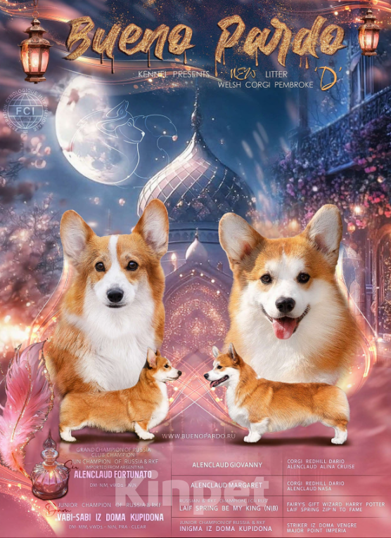 Собаки в Москве: щенки вельш корги пемброк Мальчик, 50 000 руб. - фото 9