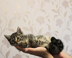 Кошки в Москве: Слойка ищет любящих хозяев Девочка, Бесплатно - фото 2