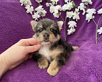 Собаки в Москве: Йорк с голубыми глазами крупный мальчик мерле Мальчик, 60 000 руб. - фото 5