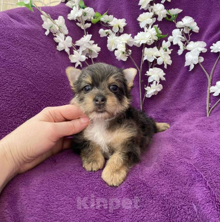 Собаки в Москве: Йорк с голубыми глазами крупный мальчик мерле Мальчик, 60 000 руб. - фото 5
