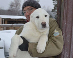 Собаки в Москве: Питомник  предлагает к приобретению Мальчик, 50 000 руб. - фото 2