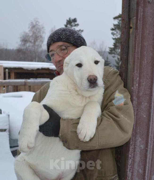 Собаки в Москве: Питомник  предлагает к приобретению Мальчик, 50 000 руб. - фото 2