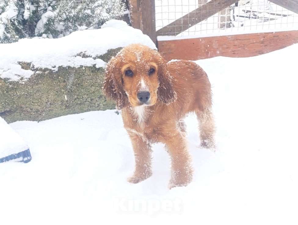 Собаки в Белогорске: Девочка Девочка, 20 000 руб. - фото 1