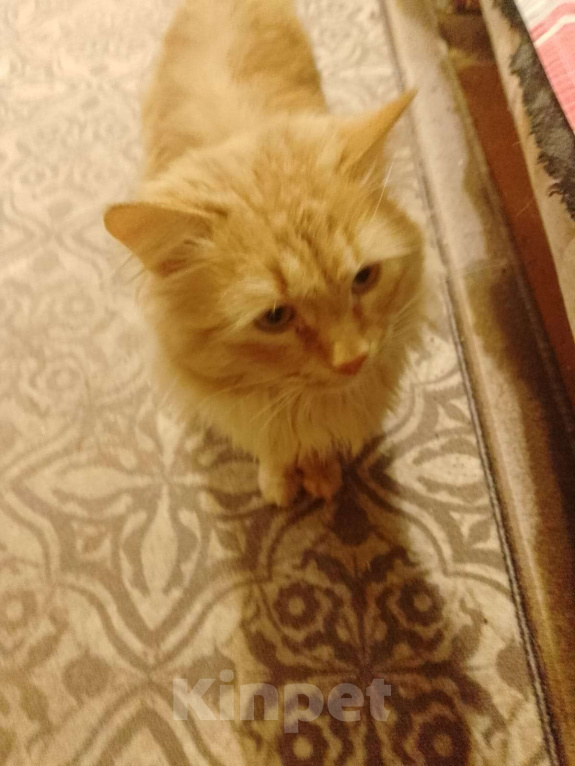 Кошки в Ревде: Свой дом ищет рыжий Лаврик 🧡🧡🧡 Мальчик, Бесплатно - фото 2