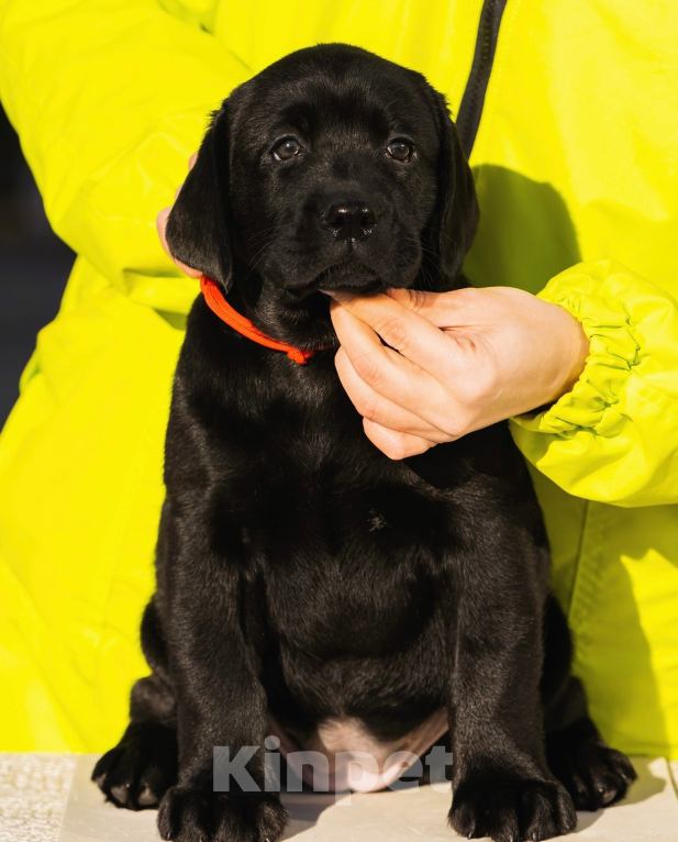 Собаки в Красноярске: Лабрадор ретривер щенки  Девочка, Бесплатно - фото 2