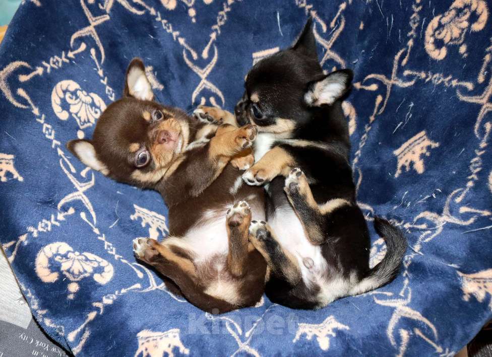 Собаки в Москве: Элитный мальчик чихуа Мальчик, 150 000 руб. - фото 7