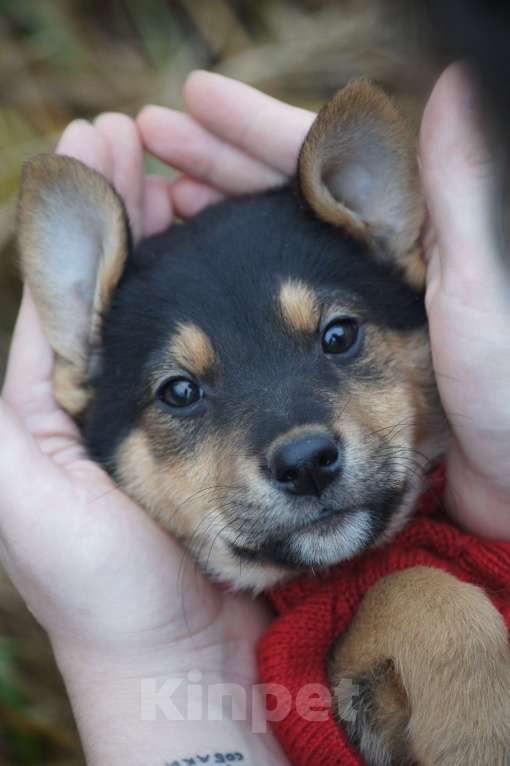 Собаки в Москве: классный щенок девочка ищет срочно дом Девочка, Бесплатно - фото 2