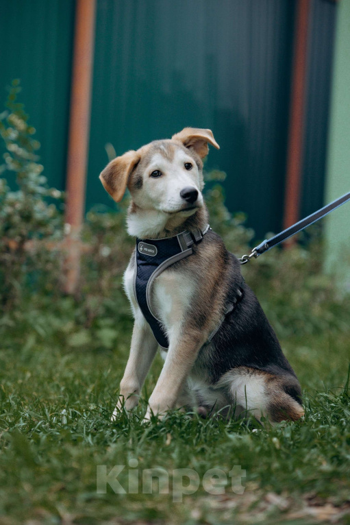 Собаки в Москве: Щенок в добрые руки бесплатно Москва Мальчик, Бесплатно - фото 7