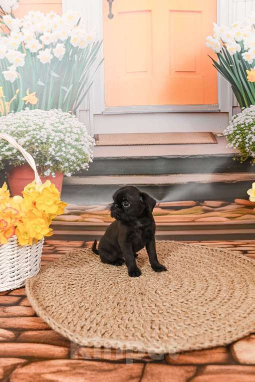 Собаки в Санкт-Петербурге: Щенок Бельгийского гриффона, мальчик Мальчик, 45 000 руб. - фото 6