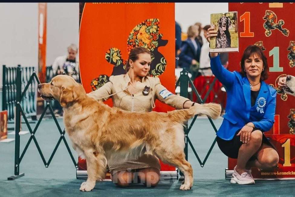 Собаки в Санкт-Петербурге: Чудесные  щенки Золотистый ретривер Мальчик, 60 000 руб. - фото 7