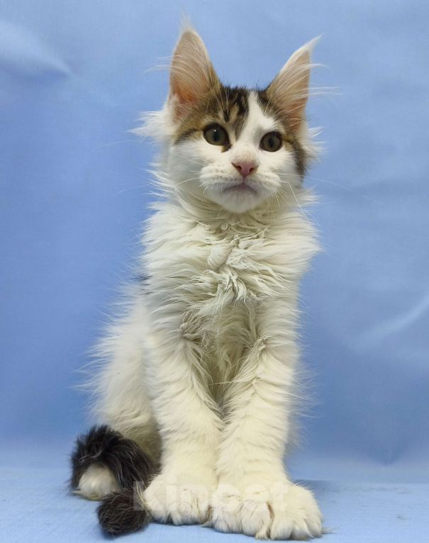 Кошки в Москве: Мейн-Кун полидакт. Мальчик Мальчик, 100 000 руб. - фото 7