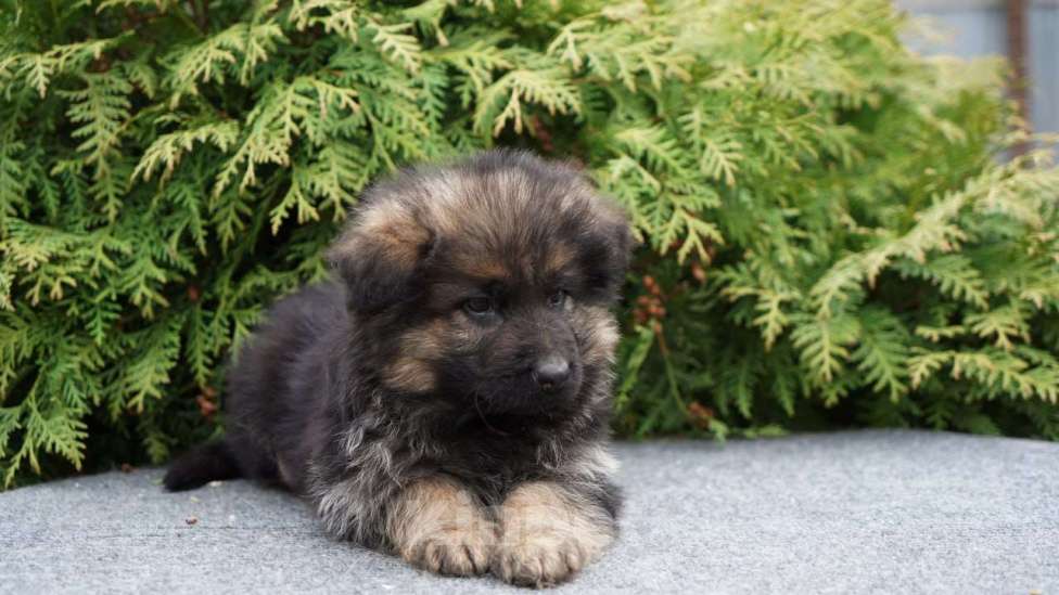 Собаки в Москве: Немецкая овчарка щенок мальчик дш Мальчик, 50 000 руб. - фото 2