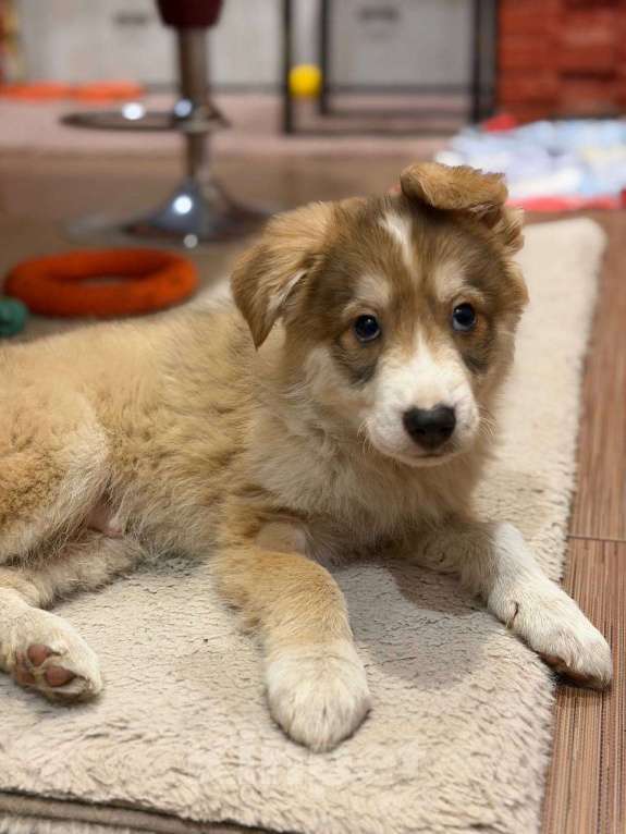 Собаки в Раменском: Маленький щенок в добрые руки Мальчик, Бесплатно - фото 2