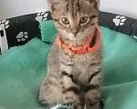 Кошки в Севастополе: Отдам в хорошие руки очень ласковую кошечку!!!! Девочка, Бесплатно - фото 2