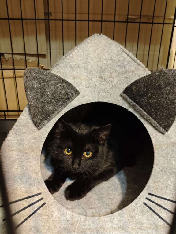 Кошки в Москве: Котенок Рокки ищет дом  Мальчик, Бесплатно - фото 3